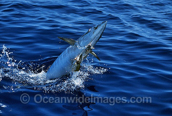 Barracuda caught on fishing hook line photo