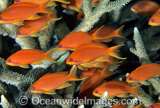 Orange Fairy Basslets and Coral photo
