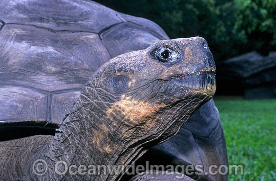Harriet Galapagos Land Tortoise photo