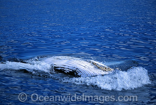 Humpback Whale showing belly slits on surface photo