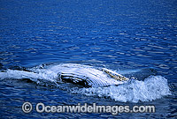 Humpback Whale showing belly slits on surface Photo - Gary Bell