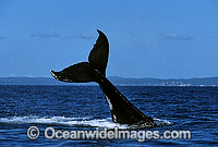 Humpback Whale tail fluke slapping on surface Photo - Gary Bell