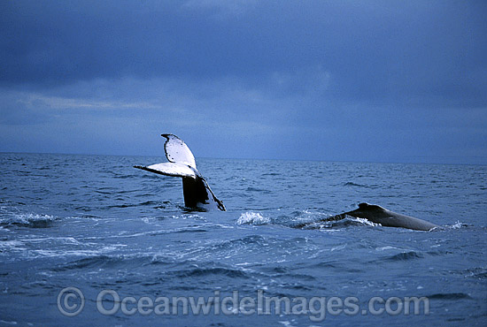 Humpback Whales tail fluke dorsal fin on surface photo