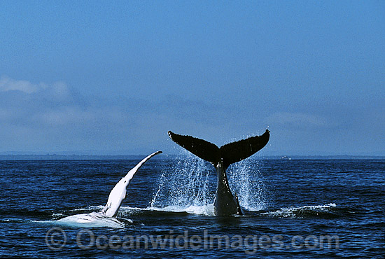 Humpback Whales pectoral fin tail fluke slapping photo