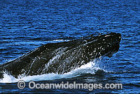 Humpback Whale mouthing surface Photo - Gary Bell