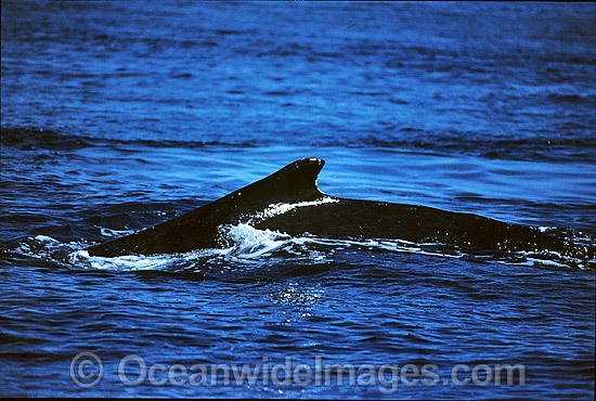 Humpback Whale mouthing surface photo