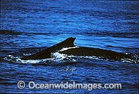 Humpback Whale mouthing surface Photo - Gary Bell