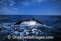 Humpback Whale showing blowhole Photo - Gary Bell