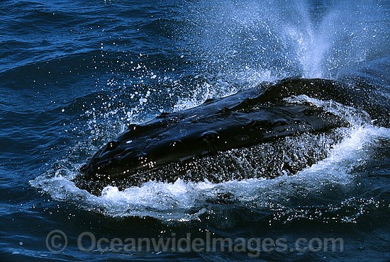 Humpback Whale expelling air from blowhole photo