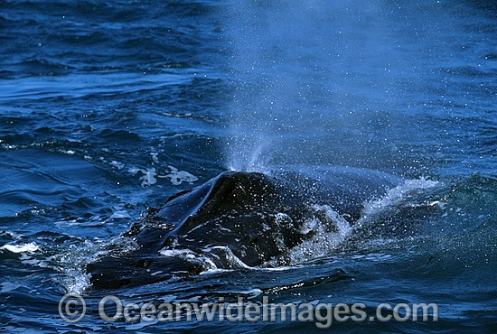 Humpback Whale pectoral fin slapping on surface photo