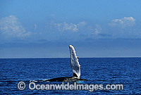 Humpback Whale expelling air from blowhole Photo - Gary Bell