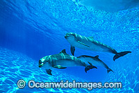 Dolphin mother and baby Photo - Gary Bell