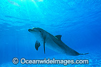 Bottlenose Dolphin Photo - Gary Bell