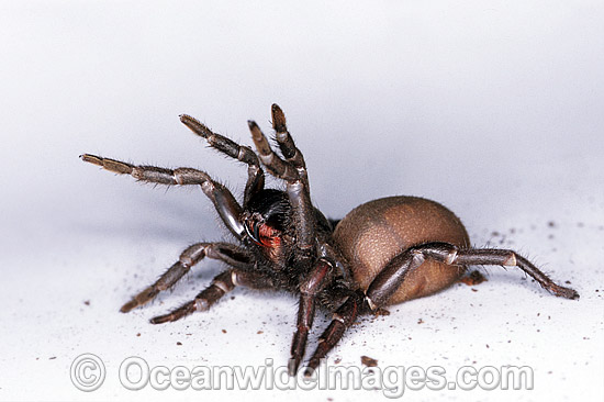 Sydney Funnel-web Spider Atrax robustus photo