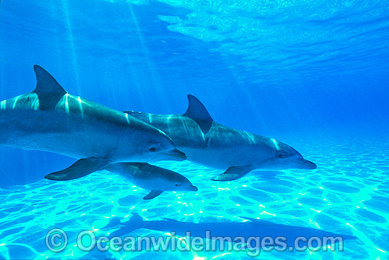 Bottlenose Dolphins photo