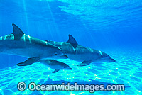 Bottlenose Dolphins Photo - Gary Bell