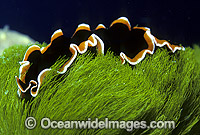 Polyclad Flatworm Pseudobiceros hancockanus Photo - Gary Bell
