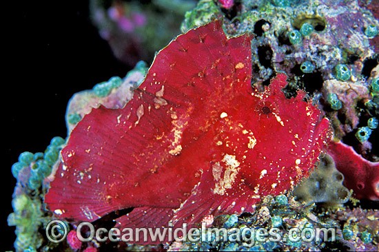 Leaf Scorpionfish Taenianotus triacanthus photo