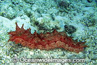 Sea Cucumber Thelenota rubralineata Photo - Gary Bell