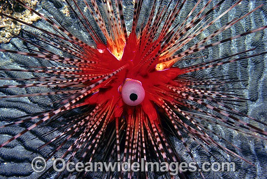 Sea Urchin Diadema palmeri photo