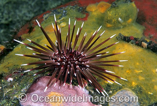 Sea Urchin Parasalenia gratiosa photo
