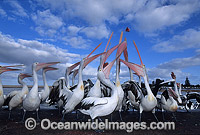 Australian Pelicans eager for a feed Photo - Gary Bell