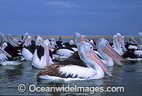 Australian Pelicans Pelecanus conspicillatus Photo - Gary Bell