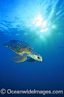 Loggerhead Sea Turtle Caretta caretta Photo - Gary Bell