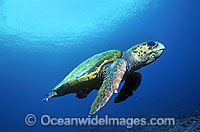 Loggerhead Sea Turtle Photo - Gary Bell