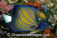 Blue-ringed Angelfish Pomacanthus annularis Photo - Gary Bell