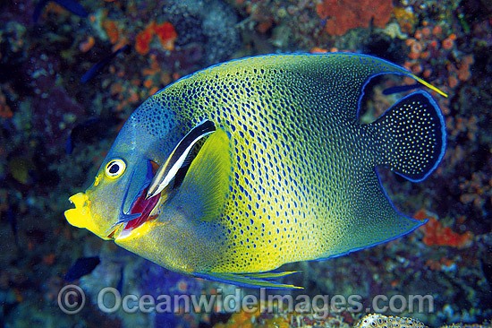 Cleaner Wrasse cleaning Blue Angelfish photo
