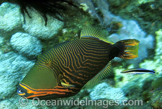Orange-lined Triggerfish Balistapus undulatus photo