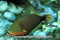 Orange-lined Triggerfish Balistapus undulatus Photo - Gary Bell