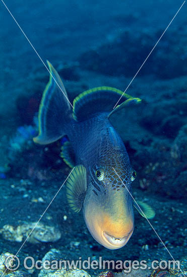 Yellow-margin Triggerfish aerating egg cluster photo