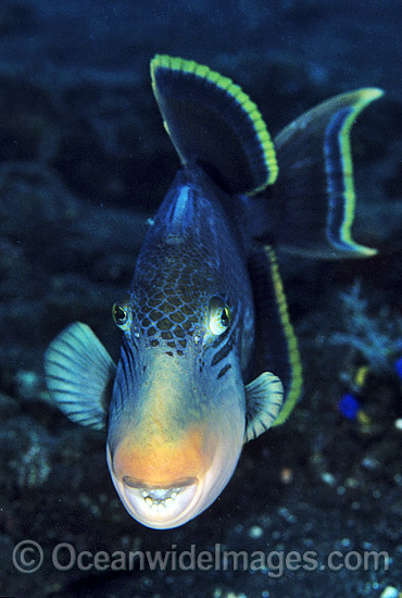 Yellow-margin Triggerfish Pseudobalistes flavimarginatus photo