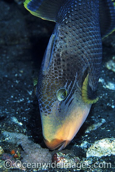 Yellow-margin Triggerfish aerating egg cluster photo