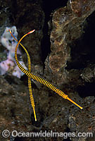 Yellow-banded Pipefish Dunckerocampus pessuliferus Photo - Gary Bell