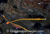 Yellow-banded Pipefish Photo - Gary Bell