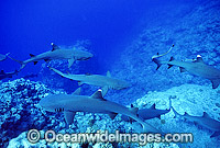 Whitetip Reef Sharks Photo - Gary Bell