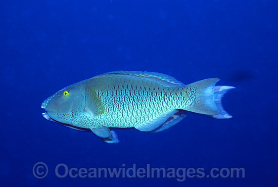 Parrotfish male courting female photo