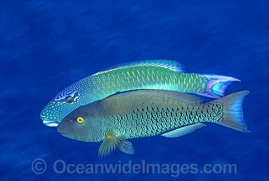 Red-speckled Parrotfish male courting female photo