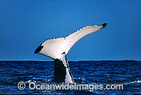 Humpback Whale tail fluke on surface Photo - Gary Bell