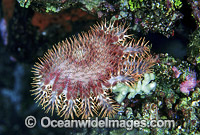 Crown-of-thorns Starfish feeding Photo - Gary Bell