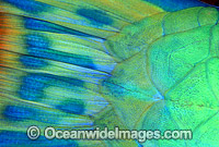 Bridled Parrotfish eye Scarus frentaus Photo - Gary Bell
