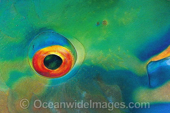 Bridled Parrotfish pectoral fin scale photo