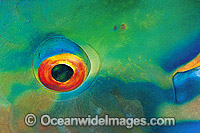 Bridled Parrotfish pectoral fin scale Photo - Gary Bell
