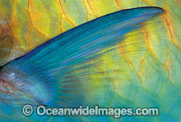 Parrotfish pectoral fin scale Scarus frentaus Photo - Gary Bell