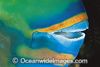 Parrotfish mouth showing fused teeth Photo - Gary Bell