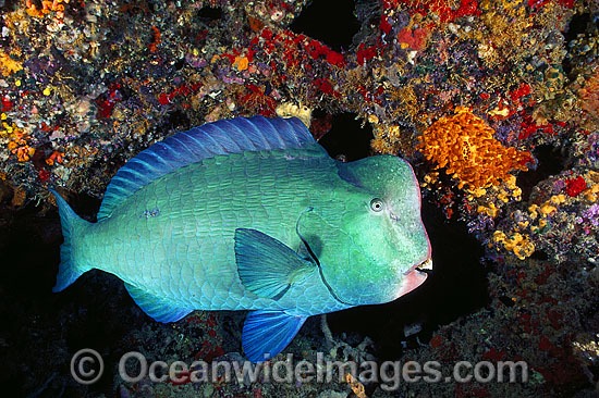 Double-headed Parrotfish photo