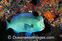 Double-headed Parrotfish Photo - Gary Bell